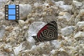 Scene 26_Diaethria marchalii feeding on rock salt